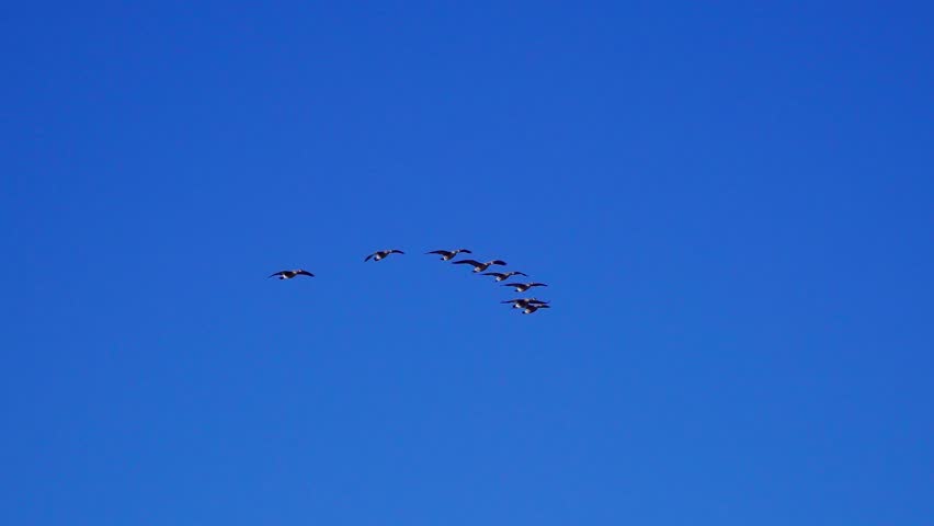 Real-time 4K footage of groups of wild geese flying in and arriving at a calm natural lake. The scene captures coordinated flight, landing behavior, and the peaceful atmosphere of wildlife in nature.