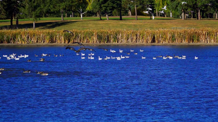 Real-time 4K footage of groups of wild geese flying in and arriving at a calm natural lake. The scene captures coordinated flight, landing behavior, and the peaceful atmosphere of wildlife in nature.