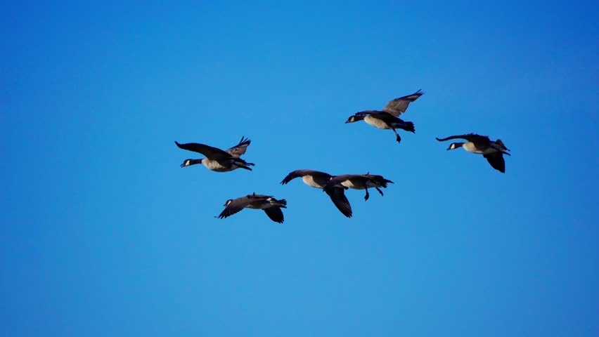 Real-time 4K footage of groups of wild geese flying in and arriving at a calm natural lake. The scene captures coordinated flight, landing behavior, and the peaceful atmosphere of wildlife in nature.