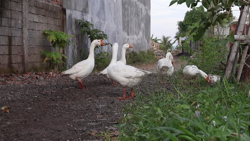White geese grazing in backyard garden, illuminated by natural light and displaying their plumage in a domestic environment