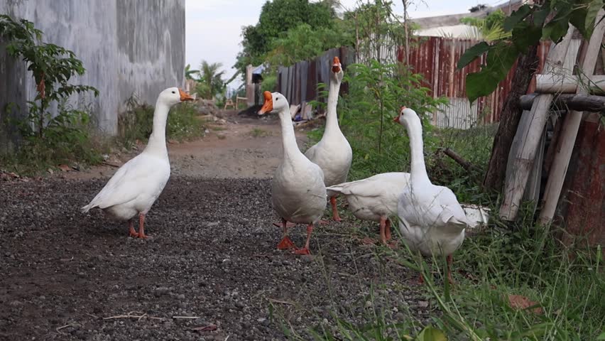 Flock of geese standing outdoors with natural lighting and copy space, perfect for illustrating farm life or wildlife conservation efforts