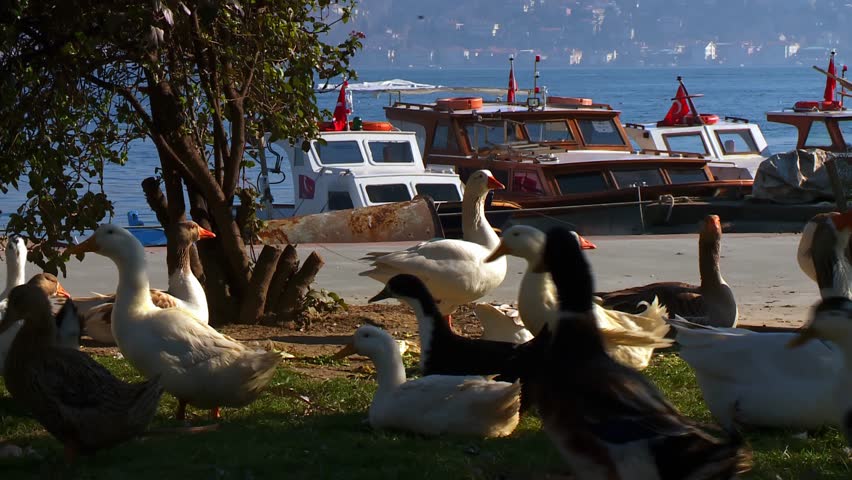 Ducks Resting on Shore with Boats on Istanbul Bosphorus