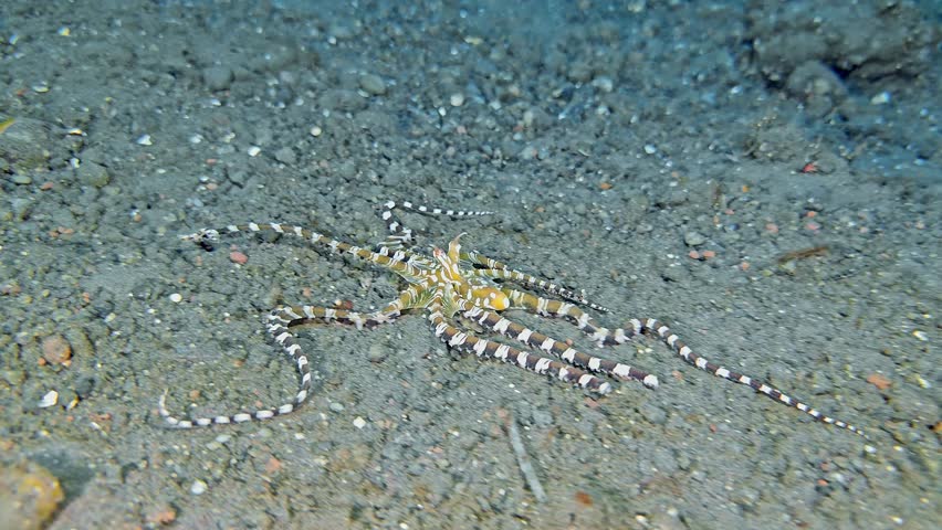 The wonderpus octopus crawls along the bottom of the tropical sea, feeling it with its tentacles in search of food.