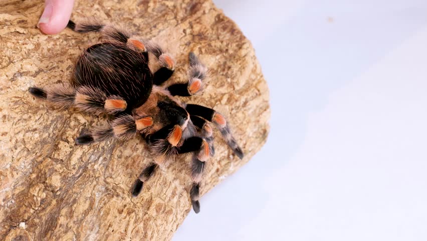 A Mexican redknee tarantula crawls on wood bark while a human hand gently touches it