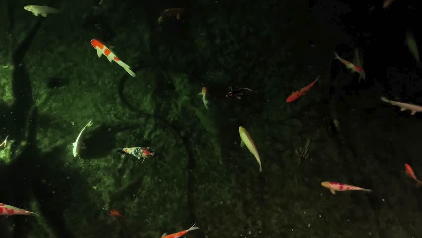 Koi fish swimming in dark pond with light