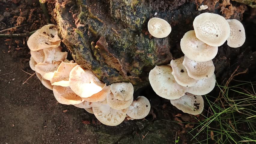 parasitic bracket fungus, White mushrooms on dead tree log, fungus beforme on old tree bark