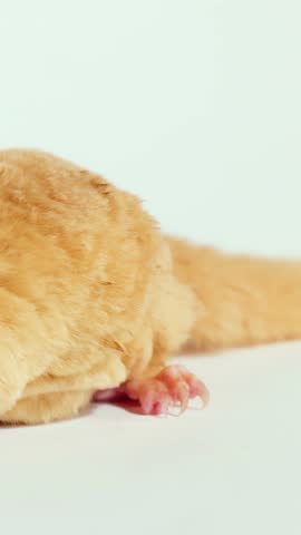 A sugar glider eats a mealworm against a white background in a bright studio setting