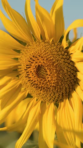 A detailed close-up shot of a bright yellow sunflower head under warm natural sunlight