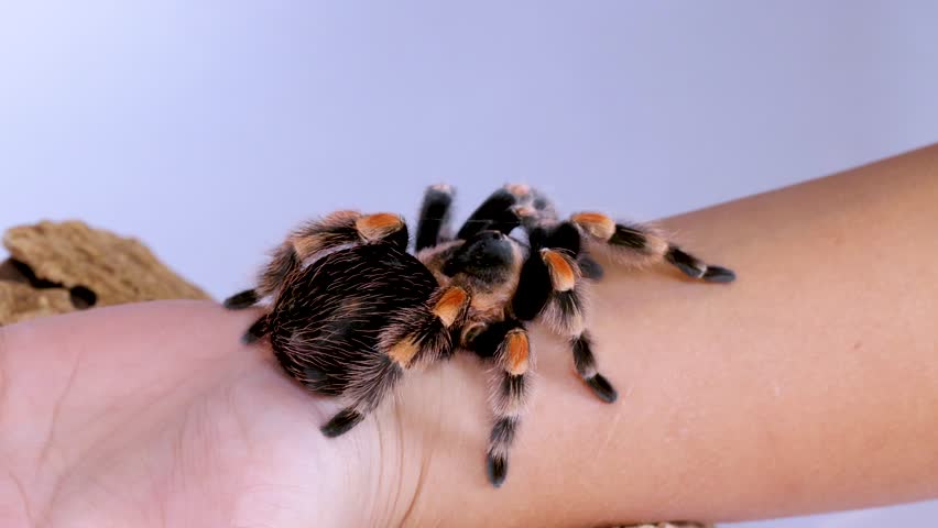Close-up shot of a Mexican redknee tarantula moving slowly across a person