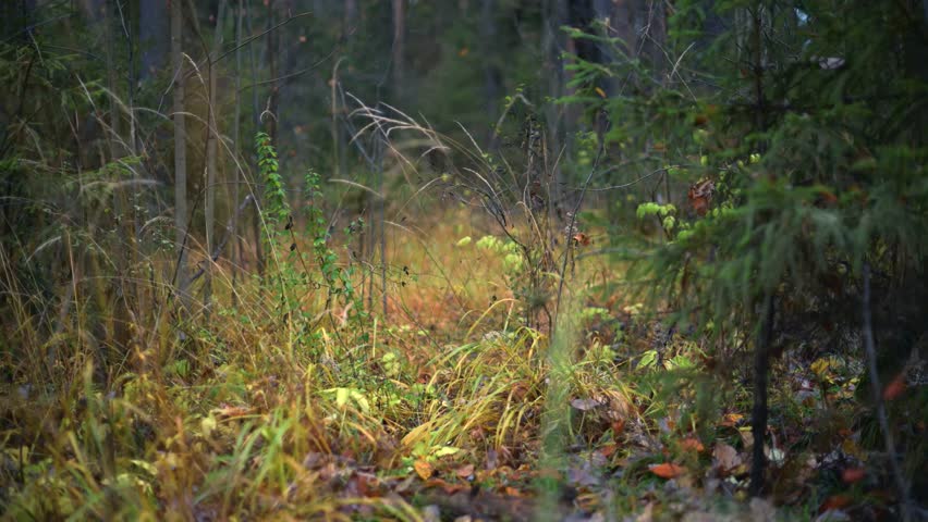 Autumn forest with fallen yellow leaves on the ground