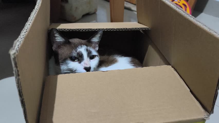 a cat in a cardboard box, Felis Catus