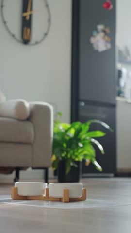 Jack Russell terrier eating dry food from white bowl on floor in home interior. Hungry dog. Concept of pet care and feeding