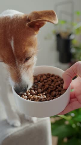 Woman hold white bowl with dry food near dog sitting on sofa. Owner offering food to pet at home. Concept of dog feeding and pet care
