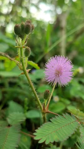 a recording of mimosa grass on a plantation blown by the wind, with purple flowers and segmented green leaves and thorny stems