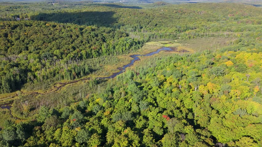 Drone aerial over Muskoka, Ontario, Canada, showing dense forest canopy and winding bog wetland with early fall colors in bright daylight.