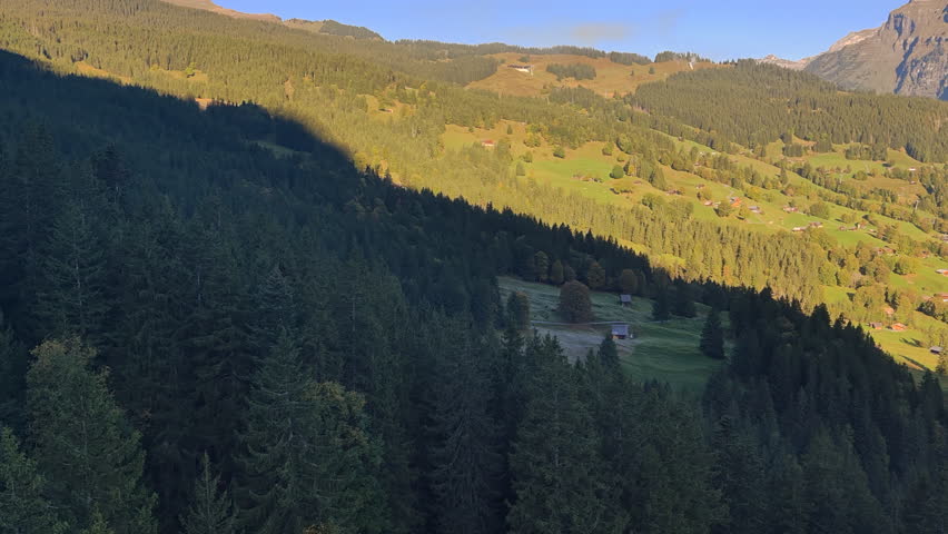 Grindelwald dense Alpine coniferous forest and mountain shadows on the hillside in Switzerland