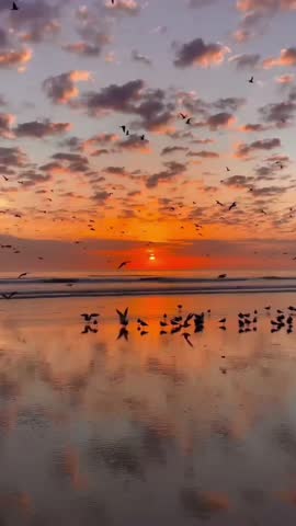 Large Flock of Birds Flying Over Sandy Beach at Sunset with Reflection Vertical