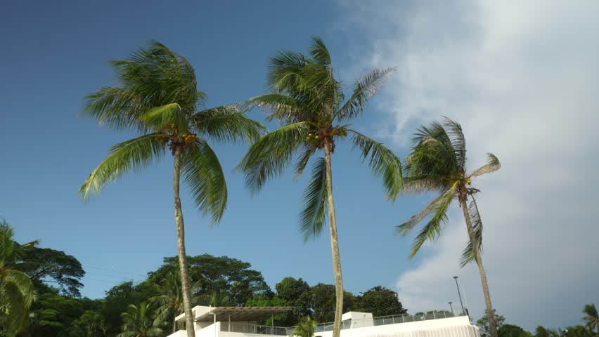 palm tree swaying, windy, afternoon