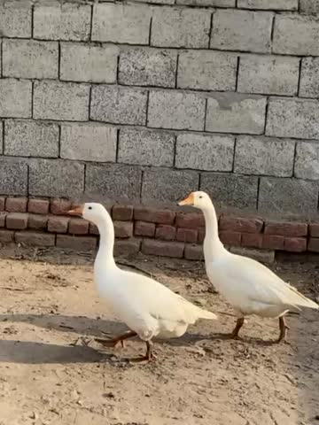 This image features two white ducks, likely Indian Runner ducks, walking on dry ground in front of a brick and concrete block wall