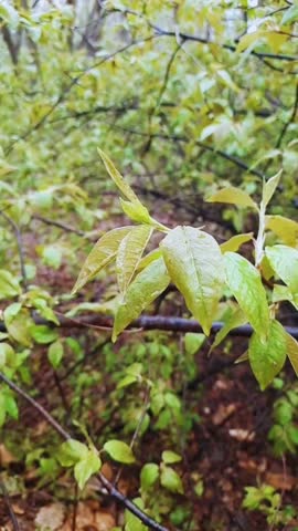 Background video of raindrops on plant leaves. Beautiful state of nature after rain.