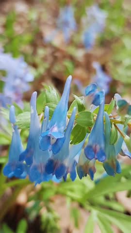 Background video of raindrops on plant leaves. Beautiful state of nature after rain.
