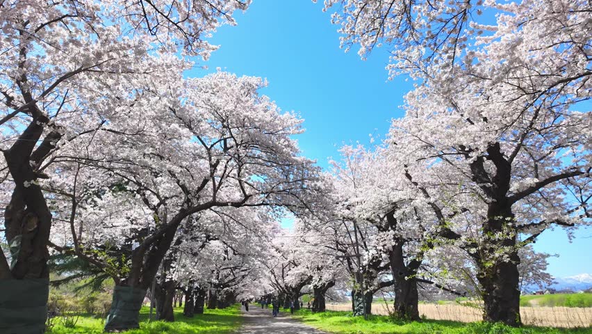 Kitakami Tenshochi Park with Sakura Cherry Blossom in Spring, Kitakami festival. Iwate mountain and Kitakami river in Iwate prefecture, Japan. Famous Landmark for Travel and Vacation destination 