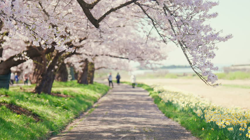 Kitakami Tenshochi Park with Sakura Cherry Blossom in Spring, Kitakami festival. Iwate mountain and Kitakami river in Iwate prefecture, Japan. Famous Landmark for Travel and Vacation destination 
