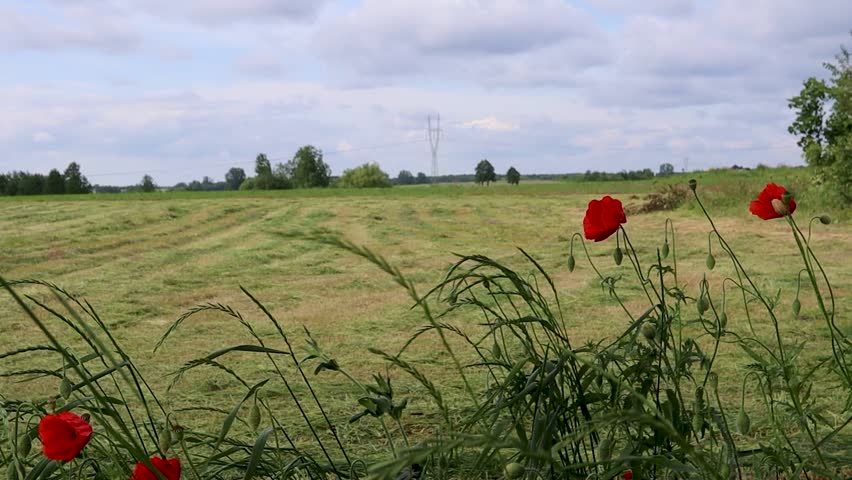 Red poppy flowers growing on the edge of a freshly mowed agricultural field in rural countryside. Natural summer landscape with farmland, green grass, blue sky and peaceful atmosphere. Concept of agriculture, nature and rural life.