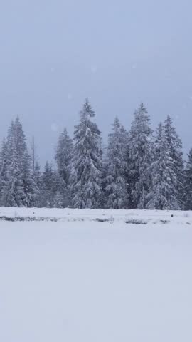 Winter forest view with falling snow over snowy field landscape