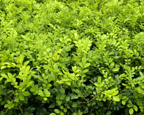Close-up video of lush green hedge plants swaying gently in the wind, showing vibrant foliage texture in a garden