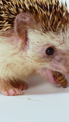 A pet hedgehog eats a mealworm on a white background in a bright studio