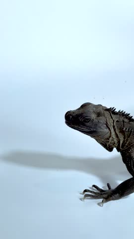 A dark rock iguana moves its head and opens its mouth against a white background