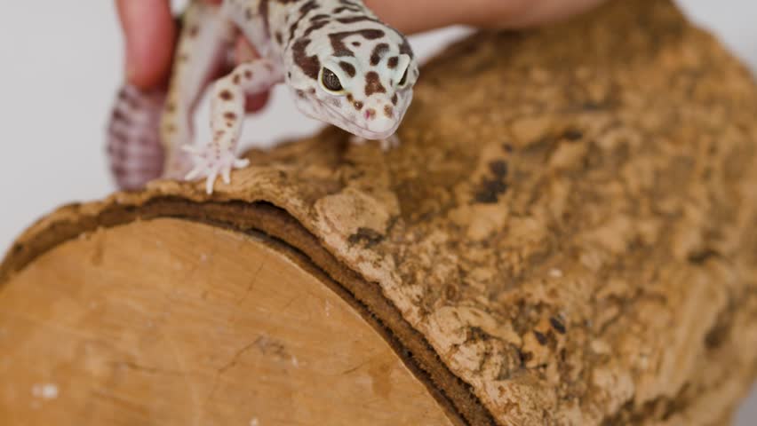 A spotted leopard gecko slowly crawls across a textured wooden log under bright studio lighting