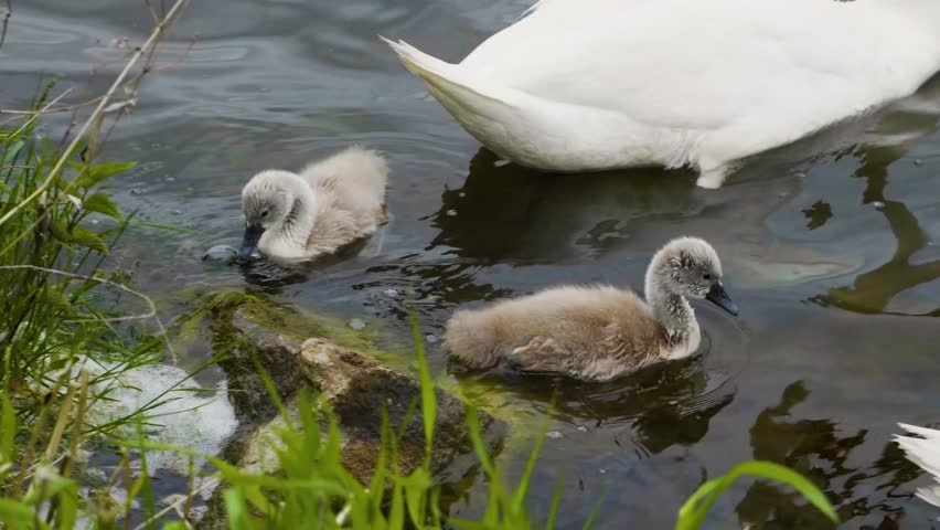 A close-up shot of two small, fluffy grey mute swan (Cygnus olor) cygnets swimming in the calm water of the Ros River near the grassy bank in Bila Tserkva, Ukraine on a bright summer day.