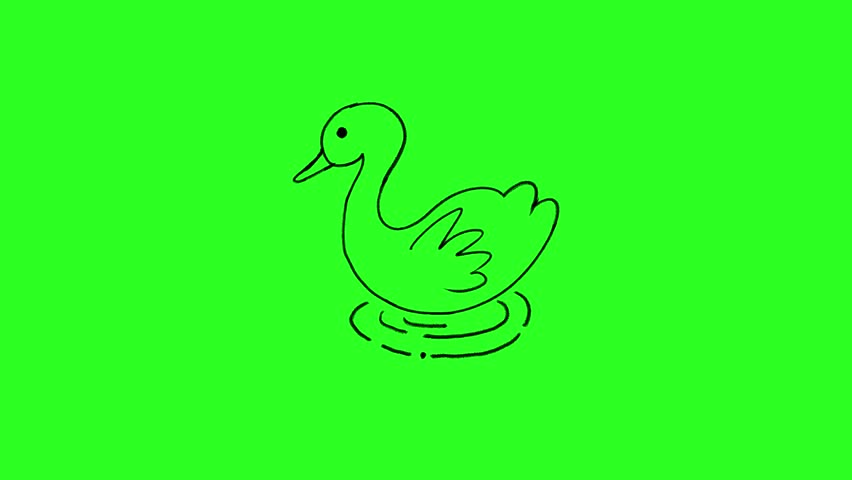4K Hand drawn of swan frame by frame animation on chroma key green screen background.