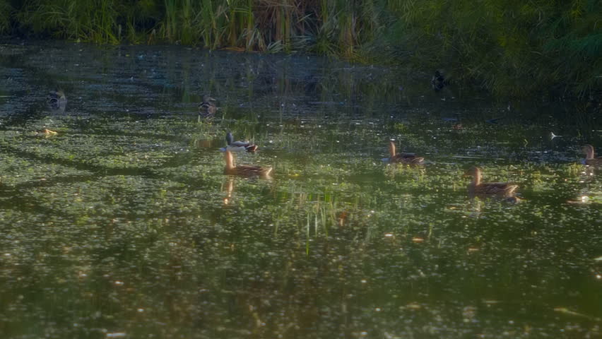 A flock of ducks feeds on a pond in the morning and suddenly gets scared, jumping out of the water and takes off. Slow mo, slow motion, high speed camera