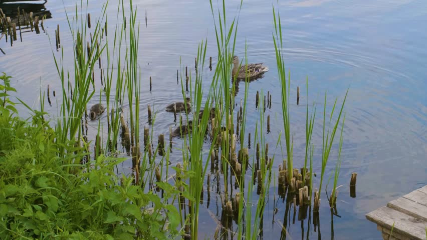shot of an adult duck and several small ducklings swimming through the green reeds and cattails along the bank of the Ros River in Ukraine.