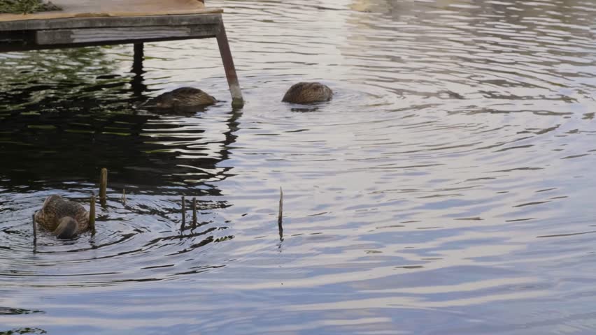 Footage of several wild nutria (Myocastor coypus) or muskrats swimming and feeding near a wooden dock on the calm waters of the Ros River in Ukraine.