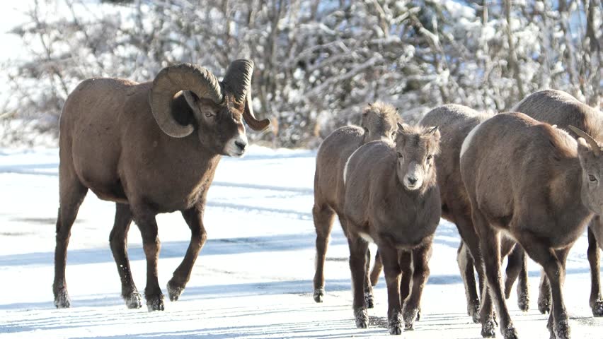 Group of big horn sheep walking down road in Jasper National Park, Canada.