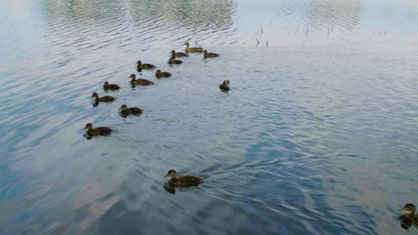 A family of mallard ducks, including a mother duck and several small ducklings, swims together in a calm body of water. The ducklings follow their mother in a line.