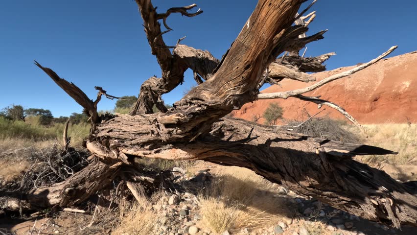 Dry tree in the Namib dessert in Namibia, Africa