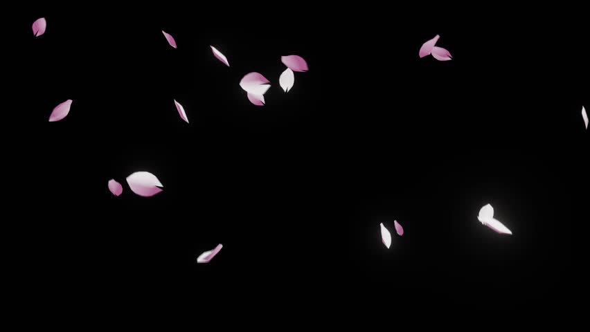 Natural Cherry Blossom Petals One-Shot - Realistic 4K Sakura Falling Video Asset