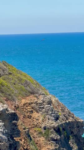 Great ocean Road. Victoria. Australia. Wildlife. 