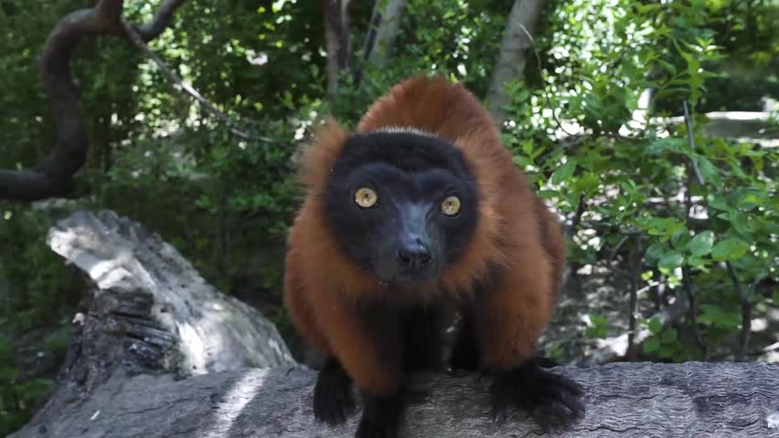 Red ruffed lemur looking at camera waiting for food