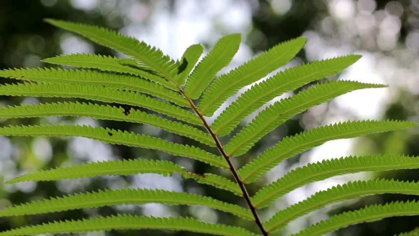 Low angle view of tall tropical fern trees in a lush forest