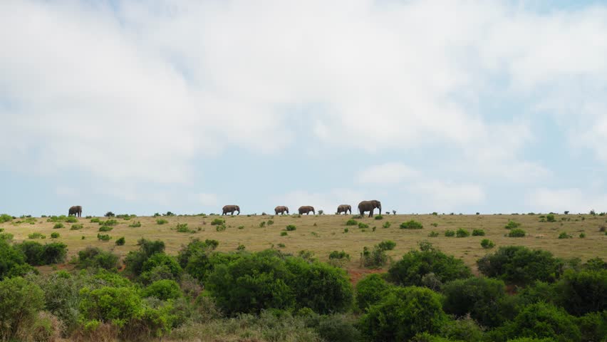Herd of elephants grouped together on the horizon with green bush in the foreground on a cloudy day