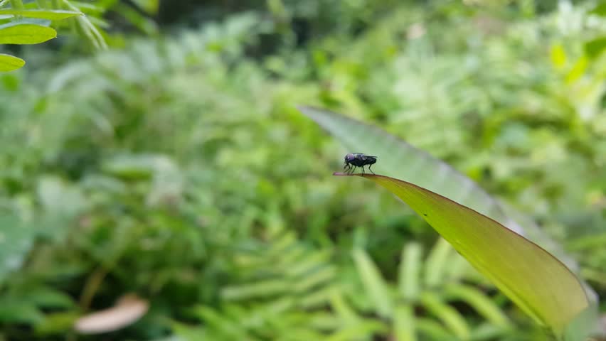 4k aesthetic footage of The Black Soldier Fly (BSF), scientifically known as Hermetia illucens, resting on a plant leaf in focus in the foreground. World Environment Day on June 5th. Shot in a tropical rainforest.

Black Soldier Fly. Also known as American Soldier Fly

Subfamilies: Hermetia illucens, Odontomyia sp, Antissinae, Beridinae, Chiromyzinae, Chrysochlorininae, Clitellariinae, Hermetiinae, Nemotelinae, Pachygastrinae, Parhadrestiinae, Raphiocerinae, Sarginae, Stratiomyinae,

The Black Soldier Fly (BSF), scientifically known as Hermetia illucens, is widely considered one of the most beneficial insects in the world. As of 2026, it has become a cornerstone of the global circular economy due to its role in sustainable waste management and animal feed production.