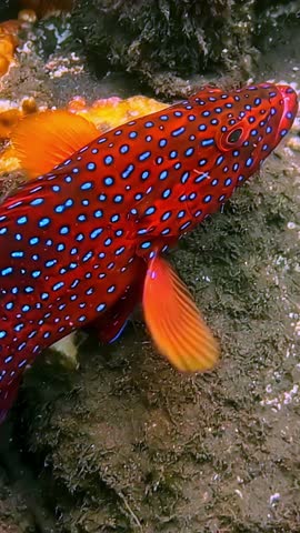 Close-up red blue-spotted grouper gliding over coral reef and algae rocks, vivid tropical colors underwater in clear ocean—exotic marine wildlife.