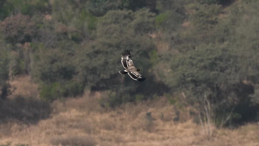 Detailed view of a Steppe Eagle in flight, showcasing the intricate patterns of its brown plumage and the distinct finger-like wingtips.