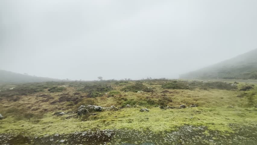 Misty hillside with mossy rocks and low shrubs in a volcanic landscape on Pico Island, Azores. Overcast weather creates a soft atmospheric view.